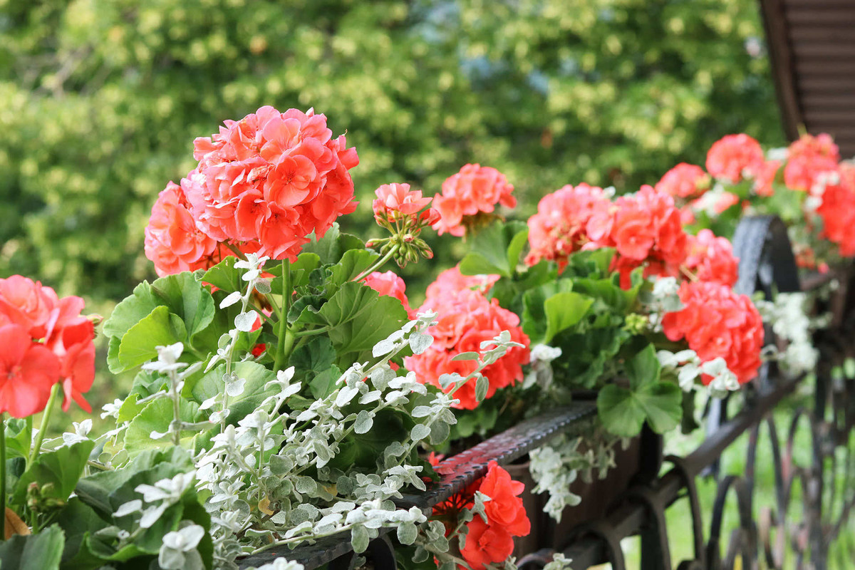 balkonsko cvetje pelargonije.jpg